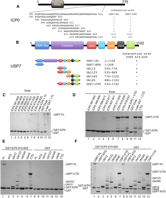 Ubl123 interacts with ICP0 residues 615–629.