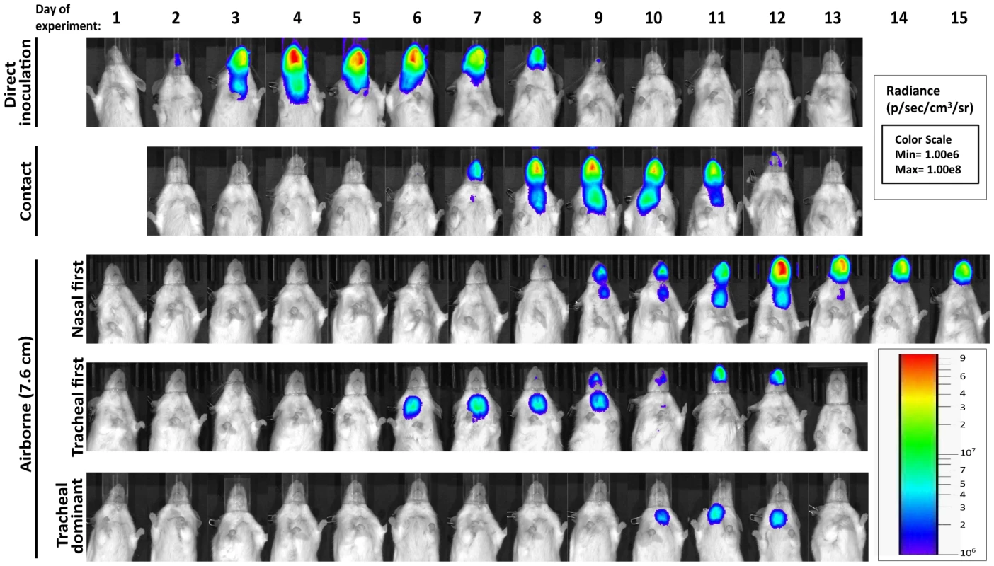 Dynamics of Sendai virus infection for representative, individual mice.