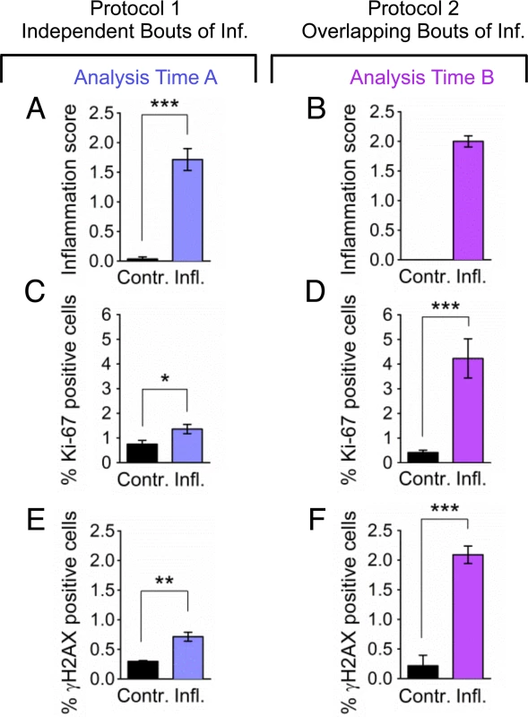Overlapping bouts of inflammation induce more DSBs than independent bouts of inflammation.