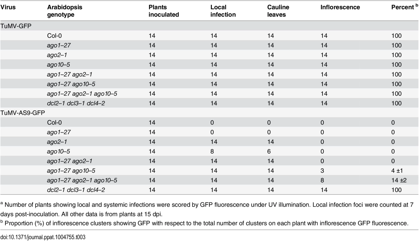 TuMV-GFP and TuMV-AS9-GFP infection in selected <b><i>ago1–27</i></b> based combination mutants<em class="ref"><sup>a</sup></em>.
