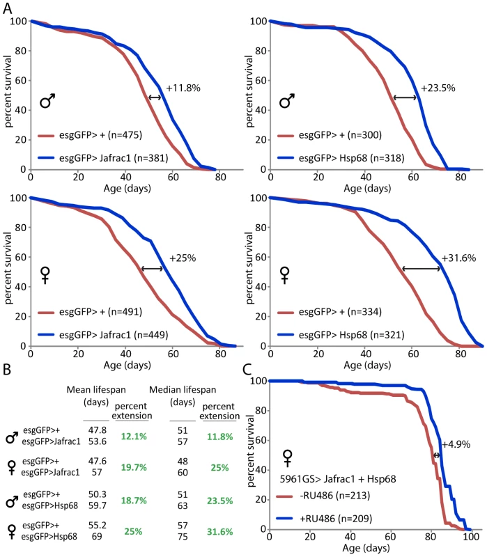 Over-expression of stress-protective genes in the somatic stem cell lineages extends lifespan.