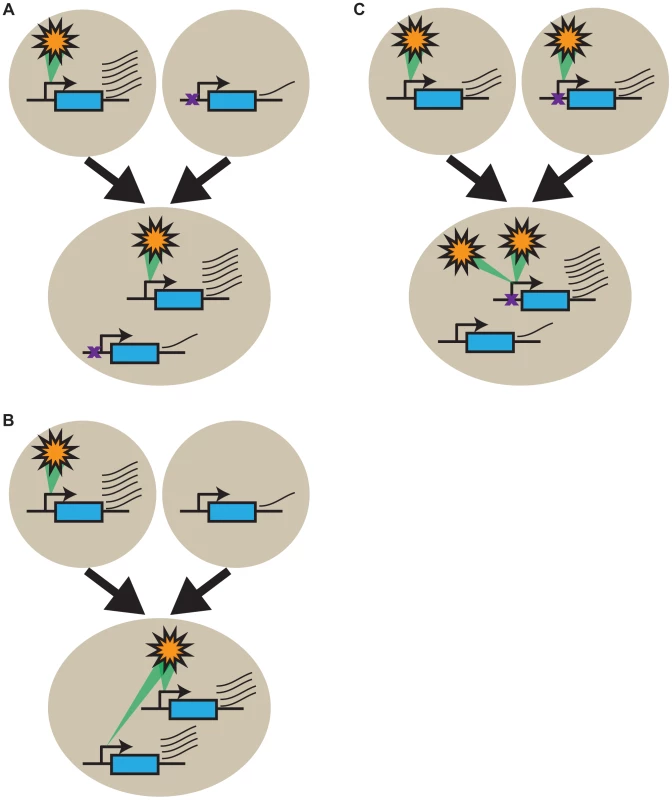 Intrinsic gene regulatory features underlie transcriptional response patterns in the allopolyploid.