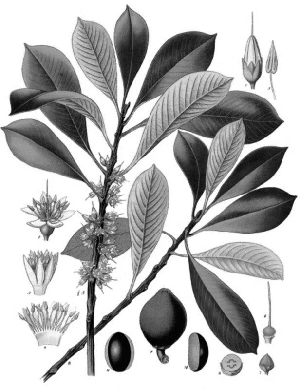 Palaquium gutta [4]