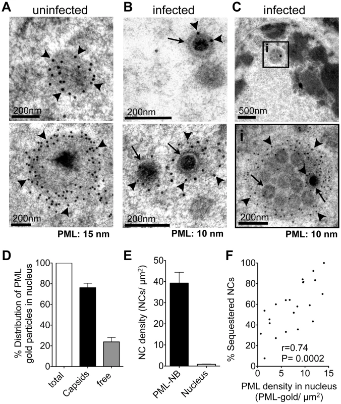 PML cages sequester mature and immature VZV nucleocapsids.
