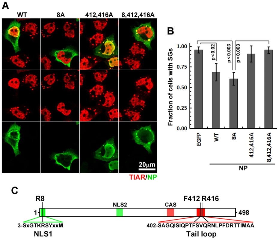 NP oligomerisation is required for SG inhibition.