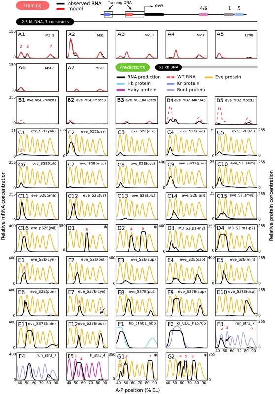 Training and predictions.