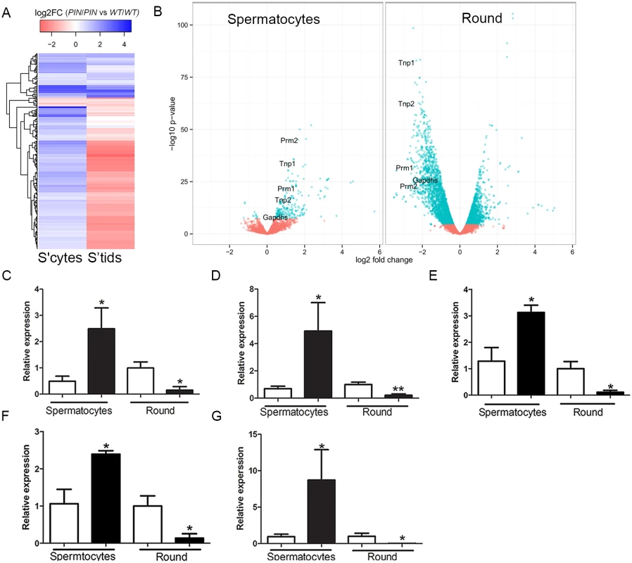 Altered gene expression in <i>Henmt1</i><sup><i>PIN/PIN</i></sup> spermatocytes and round spermatids.