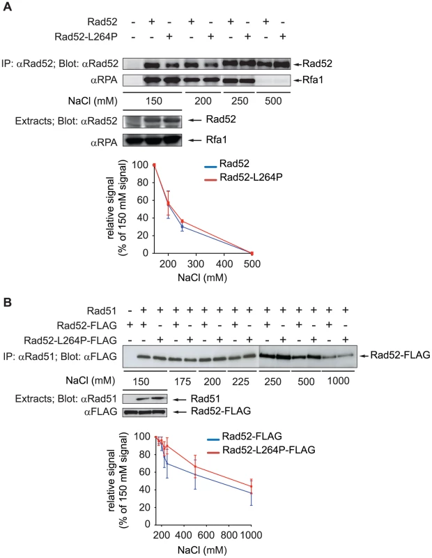 Rad52-L264P still interacts with RPA and Rad51.