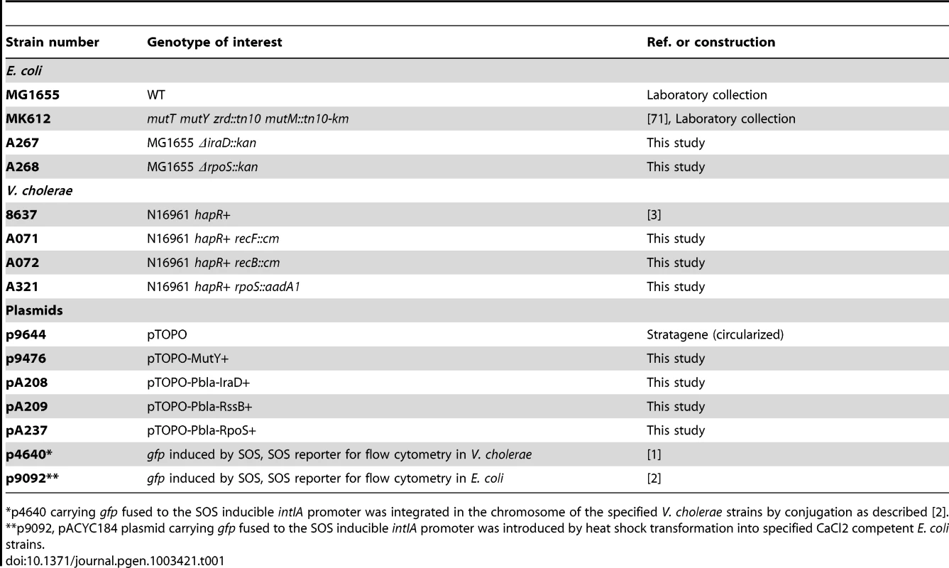 Strains and plasmids.