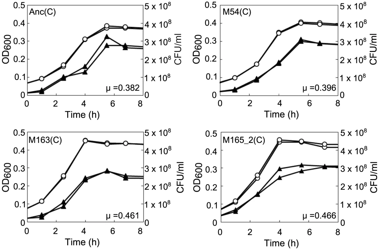 Growth curves of ancestral and evolved <i>E. coli</i>.