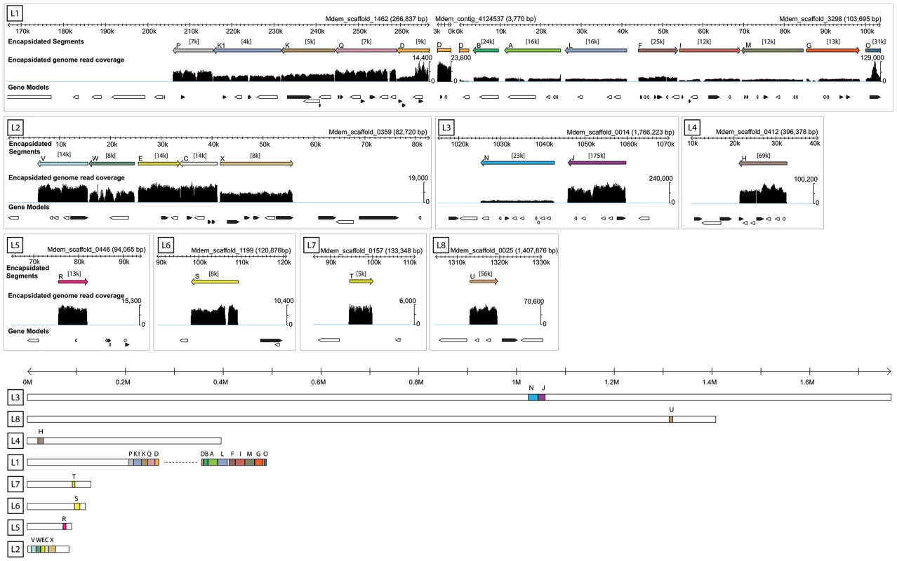 Genomic organization of MdBV proviral segment loci.