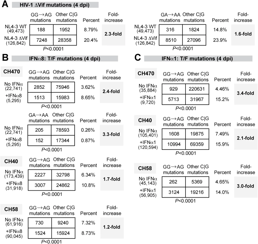 Potent and weak IFNα subtypes enhanced APOBEC3-mediated hypermutation against multiple HIV-1 strains.