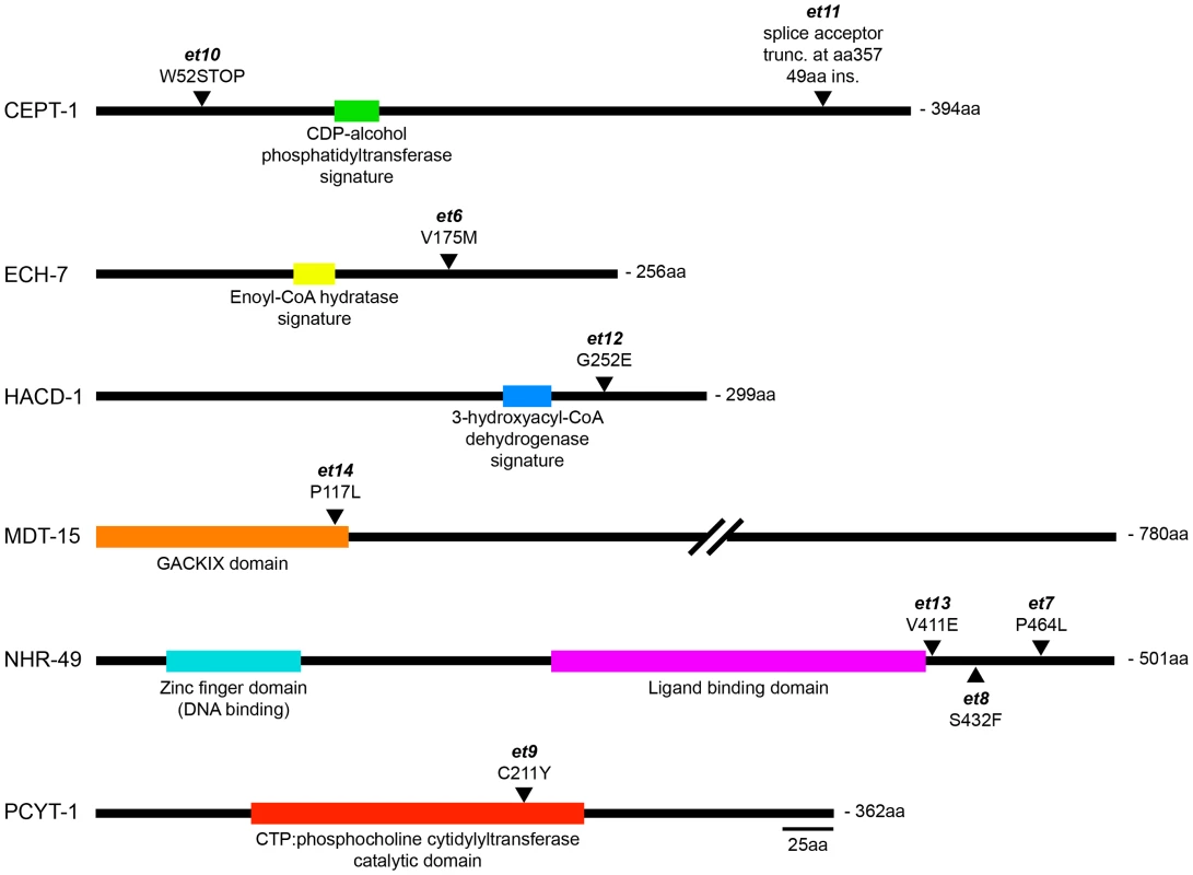 The novel <i>paqr-2</i> suppressor mutations affect proteins that regulate lipid metabolism.
