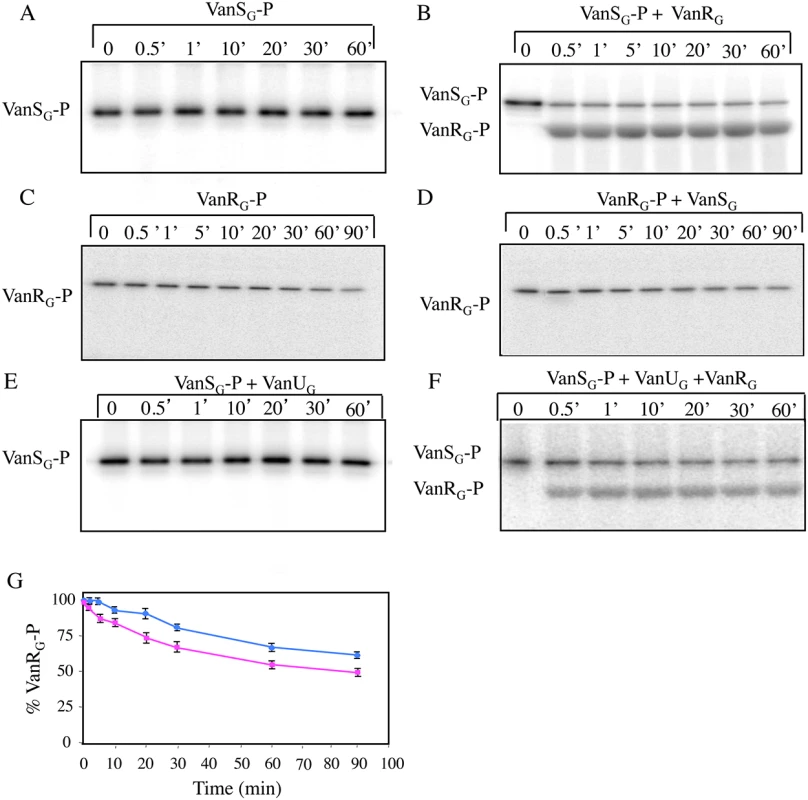 Autophosphorylation of VanS<sub>G</sub> (A), phosphotransfer from VanS<sub>G</sub>-P to VanR<sub>G</sub> (B), phosphorylation of VanR<sub>G</sub> by acetyl [<sup>32</sup>P] phosphate (C), hydrolysis of VanR<sub>G</sub>-P by VanS<sub>G</sub> (D), and phosphotransfer from VanS<sub>G</sub> to VanU<sub>G</sub> (E) or to VanU<sub>G</sub> plus VanR<sub>G</sub> (F).
