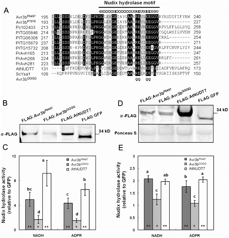 Avr3b is an ADP-ribose/NADH pyrophosphorylase.