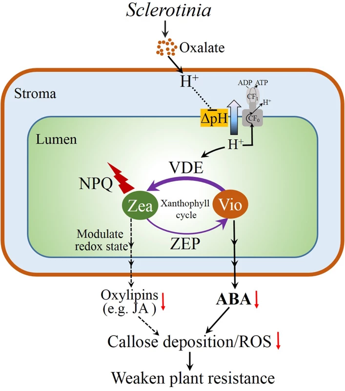 Proposed model for the interplay of the xanthophyll cycle and plant resistance to <i>Sclerotinia</i>.