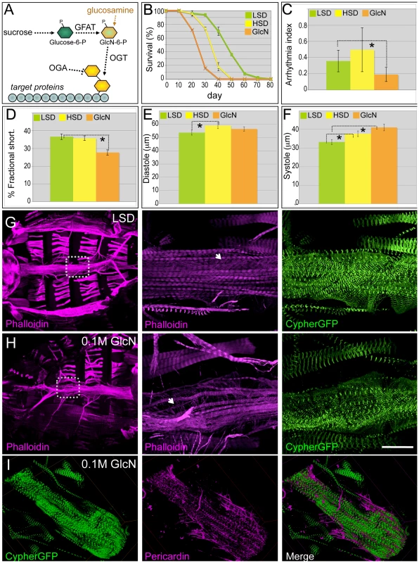 Dietary glucosamine shortened life span and induced cardiac dysfunction.