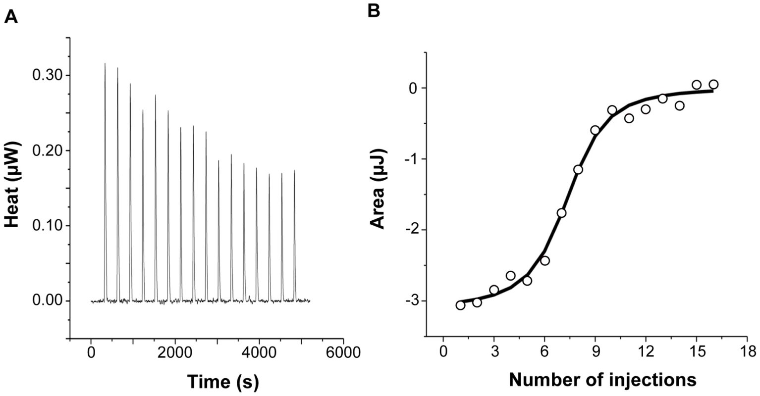Calorimetric titration of recombinant human H-chain ferritin with IlsA.