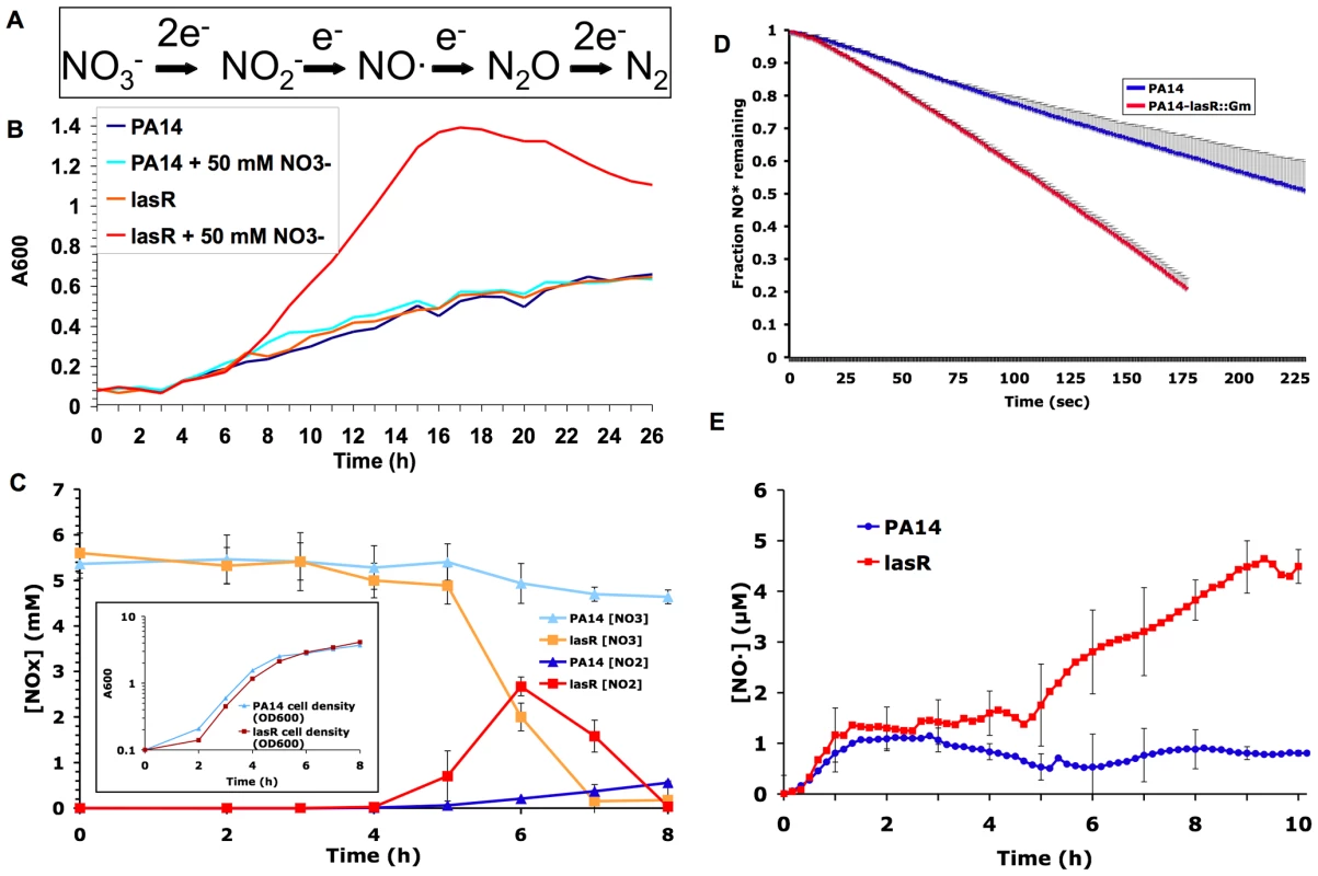 Mutation in <i>lasR</i> increases denitrification, and leads to the buildup of the toxic metabolite NO·.
