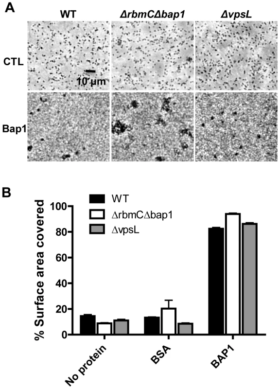 Purified Bap1-FLAG can mediate surface adhesion in the absence of VPS.