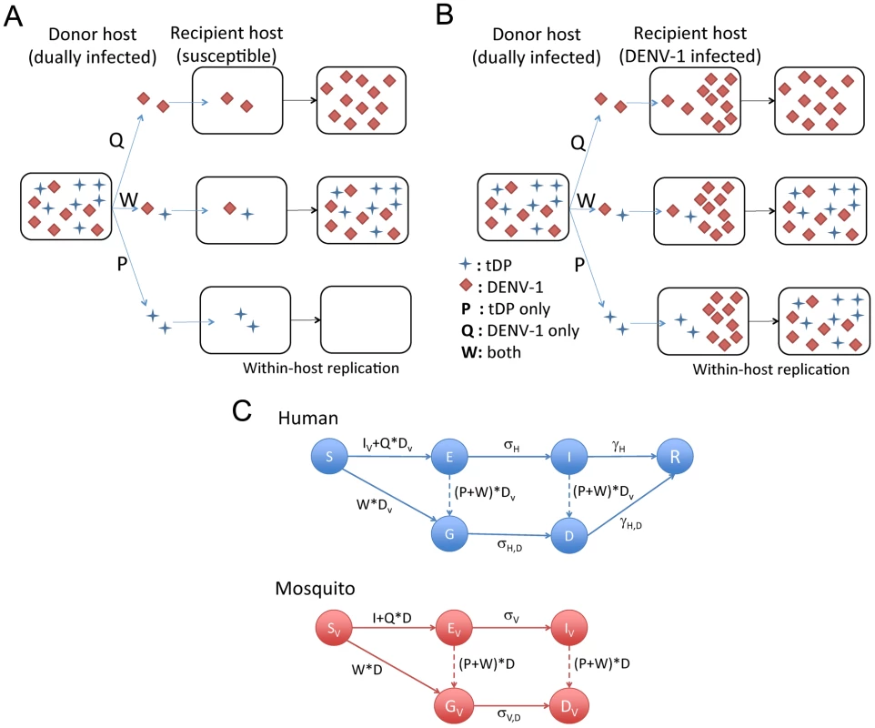 Schematic diagrams for different transmission routes of tDP and the compartmental model for tDP and DENV-1 transmission.