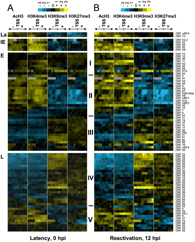 Hierarchical clustering of histone modifications associated with the regulatory regions of viral genes.