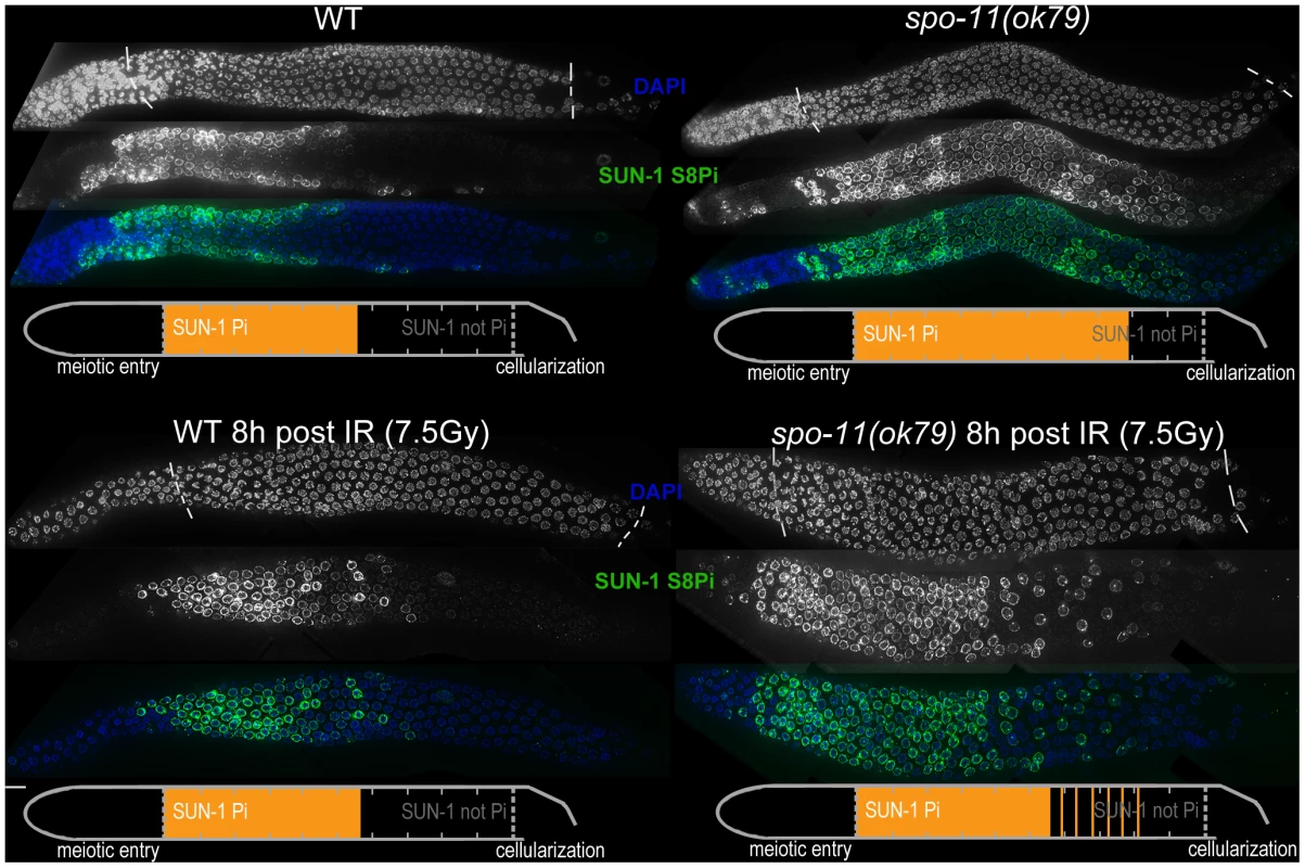 SUN-1 phosphorylation is prolonged in the absence of DSBs and can be decreased to wild-type length by low-dosage irradiation.