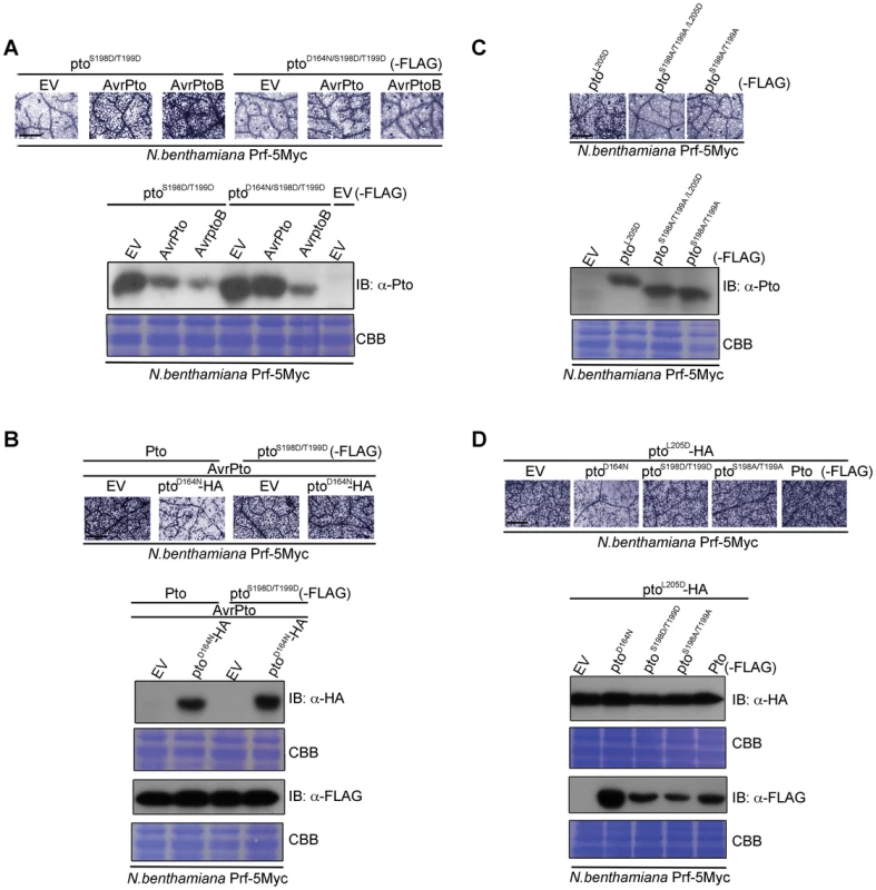 Transphosphorylation is required for signalling.