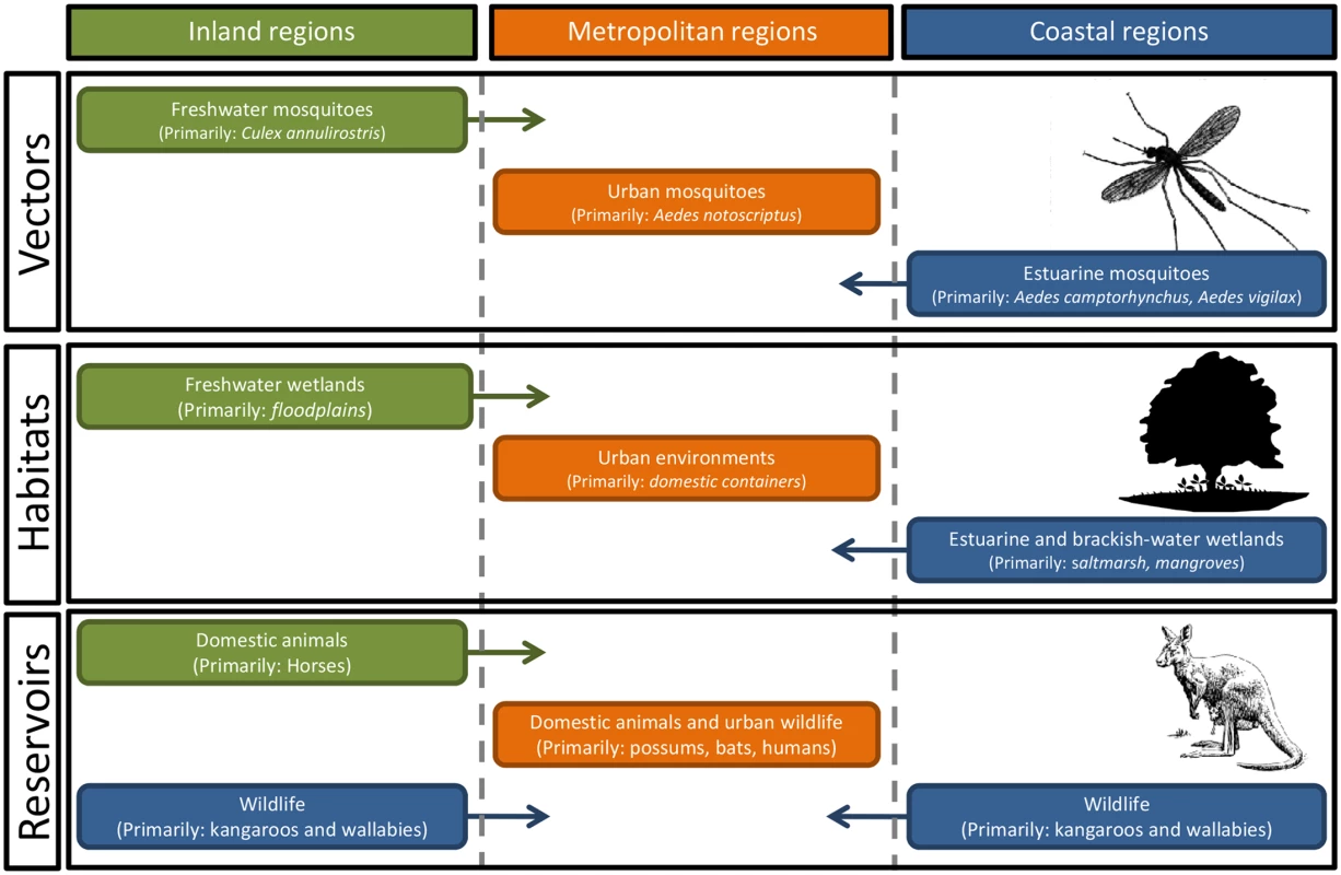 There are complex relationships between the vectors and the zoonotic reservoirs of Ross River virus across coastal, inland, and metropolitan regions of Australia.
