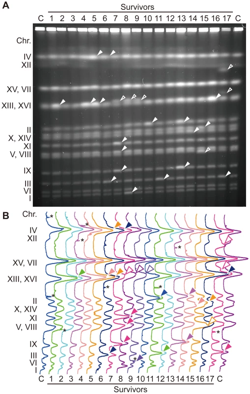 Survivors of the untimely initiation of DNA replication experiments have aberrant chromosomes.