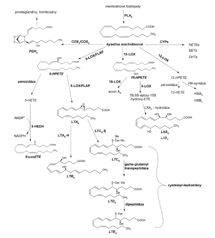 Metabolicke dráhy kyseliny arachidónovej a syntéza najvýznamnejších eikozanoidov
