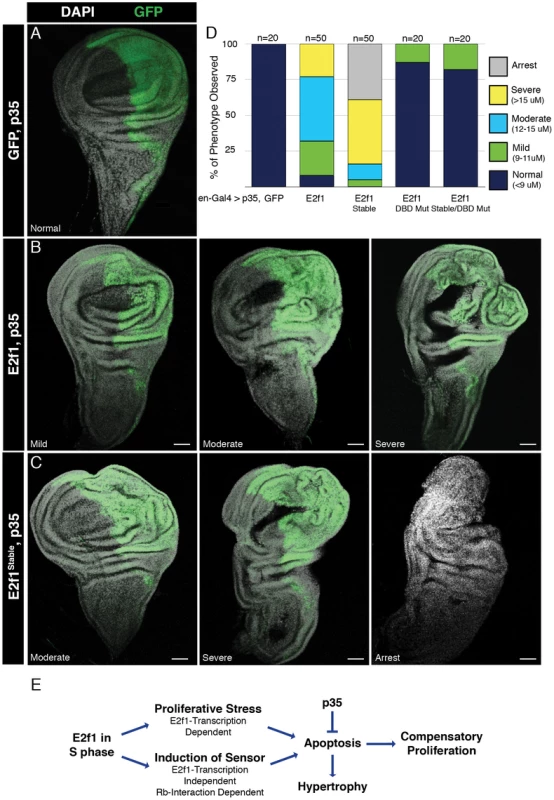 E2f1<sup>Stable</sup> causes homeostasis defects and tissue hyperplasia.