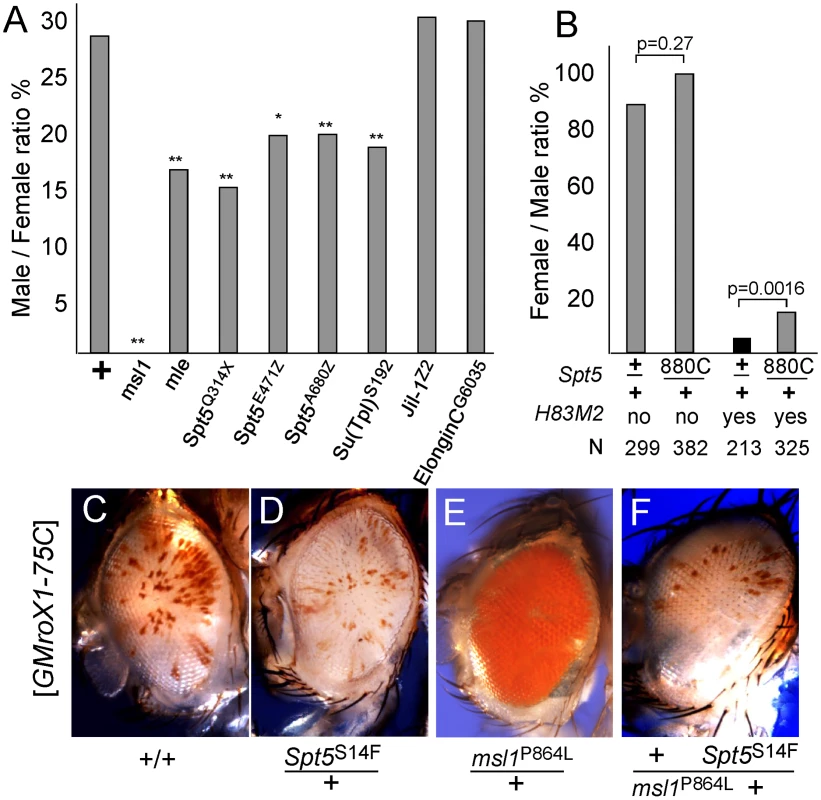 Genetic interactions between <i>Spt5</i> and dosage compensation.