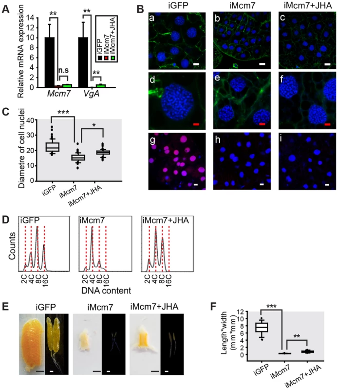 Effect of <i>Mcm7</i> RNAi on DNA replication, ployploidy and vitellogenesis.