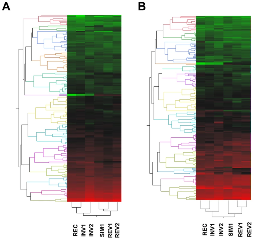 Two-way hierarchical clustering of the average levels of expression estimated for the 1% transcripts exhibiting the lowest <i>P</i> values across the six strains under study according to one-way ANOVA.