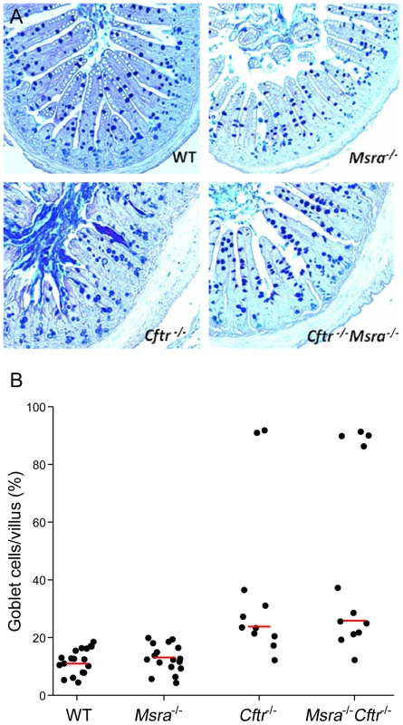 Histology of small intestine and goblet cell fraction of villi in WT, <i>Cftr</i><sup>−/−</sup>, <i>Msra</i><sup>−/−</sup>, and <i>Cftr</i><sup>−/−</sup><i>Msra</i><sup>−/−</sup> mice.