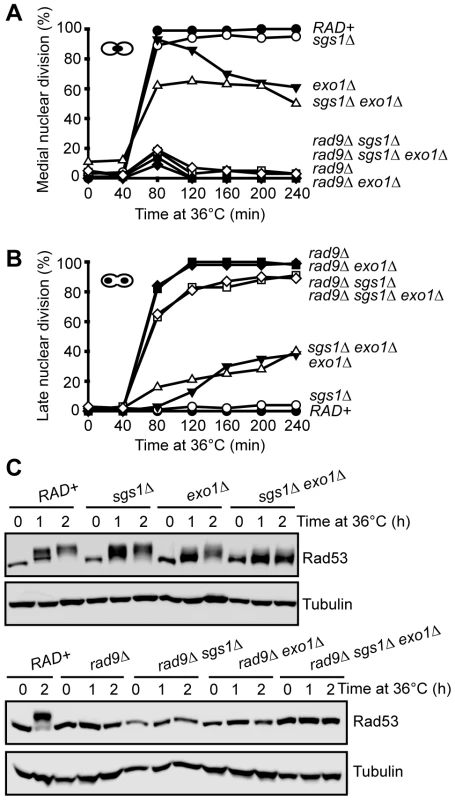 Checkpoint response to telomere uncapping in the absence of Sgs1, Exo1, and Rad9.
