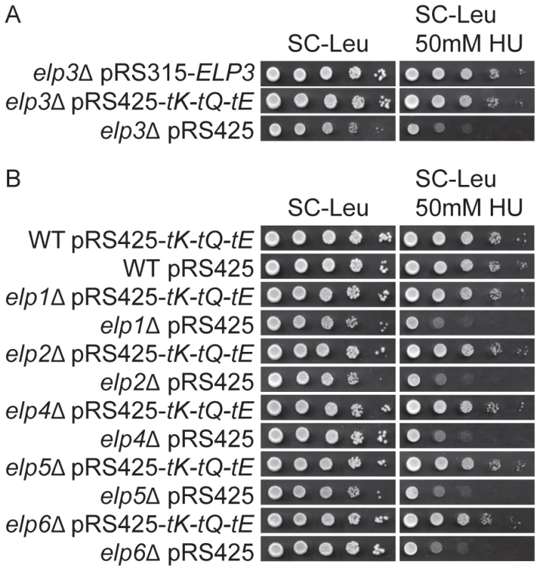 Elevated levels of tRNA<sup>Lys</sup><sub>s<sup>2</sup></sub><sub>UUU</sub>, tRNA<sup>Gln</sup><sub>s<sup>2</sup></sub><sub>UUG</sub>, and tRNA<sup>Glu</sup><sub>s<sup>2</sup></sub><sub>UUC</sub> suppress the HU sensitivity induced by Elongator mutants.