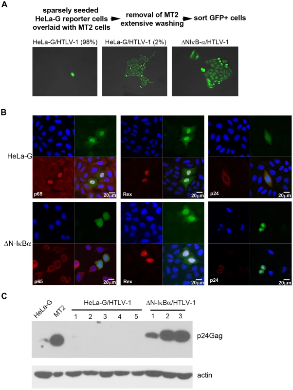 Isolation of HTLV-1 infected cell clones.