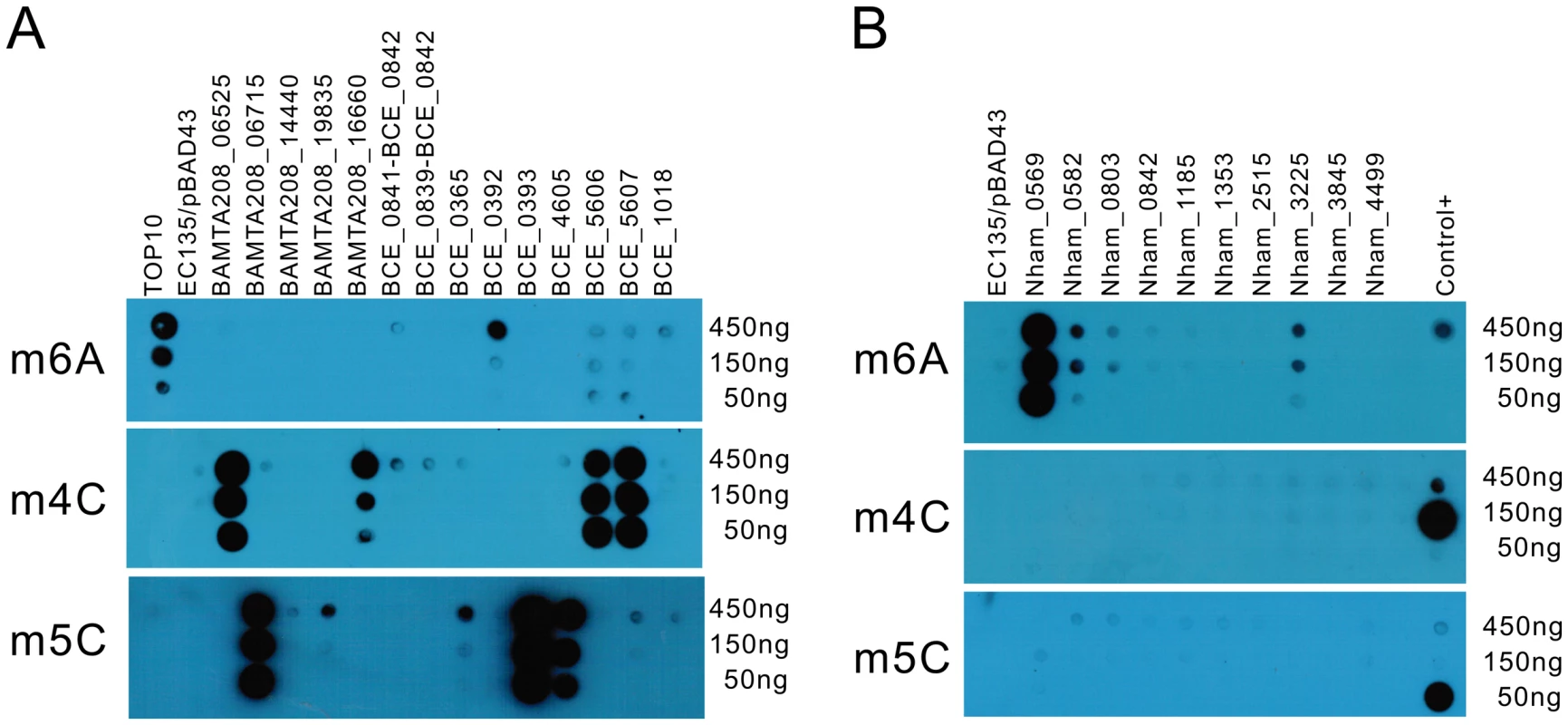 Dot blot assay for individual MTase activity.