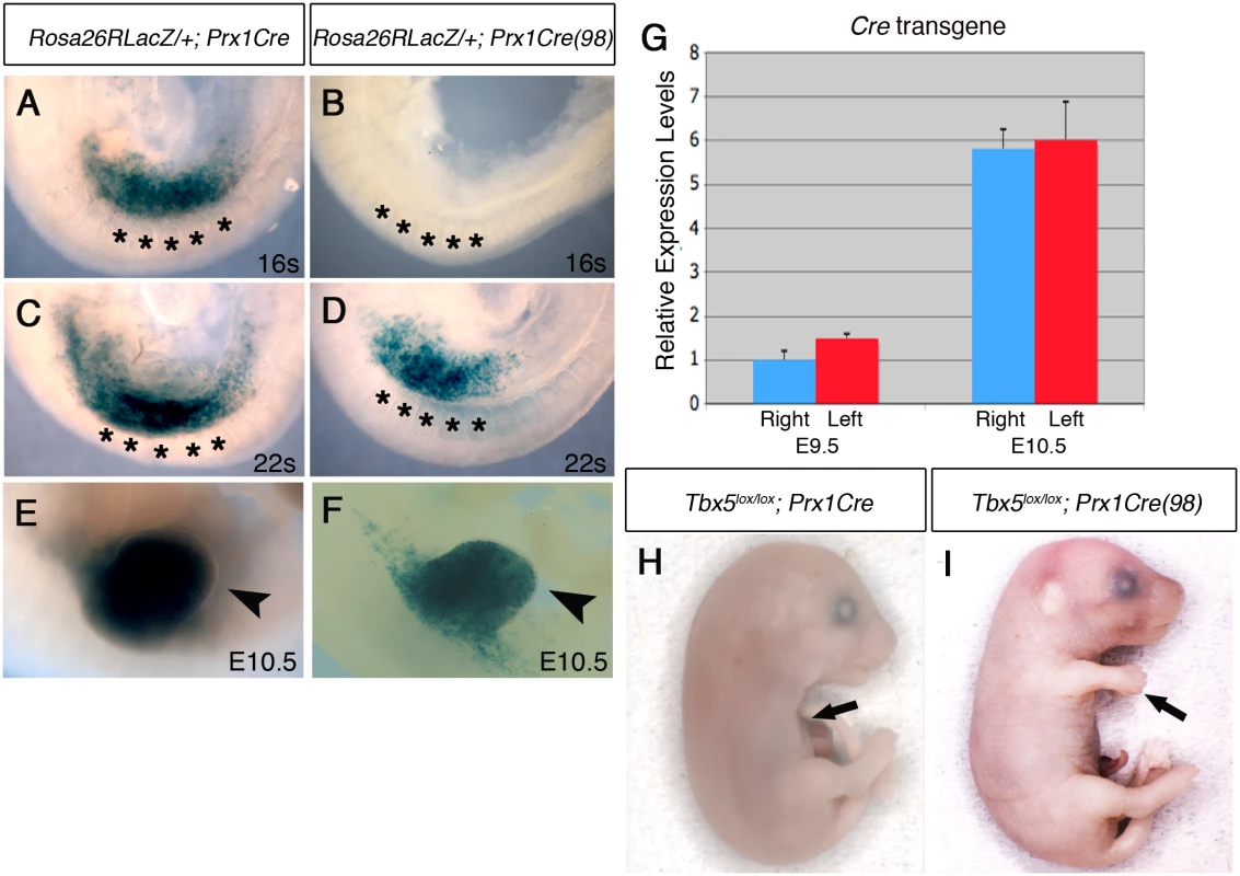 Comparison of Cre activity in <i>Prx1Cre</i> and <i>Prx1Cre(98)</i> transgenic deleter lines.