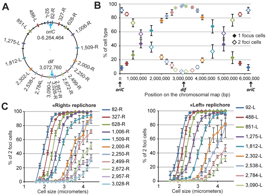 Progressive segregation of <i>P. aeruginosa</i> chromosomal loci.