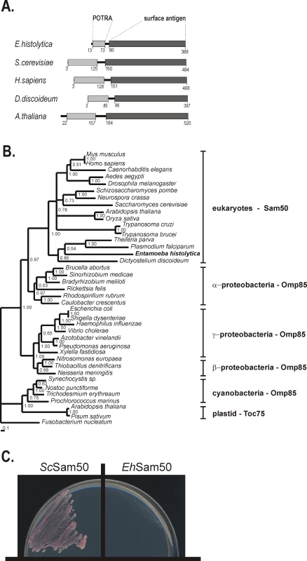 Sam50 in <i>Entamoeba histolytica</i>.