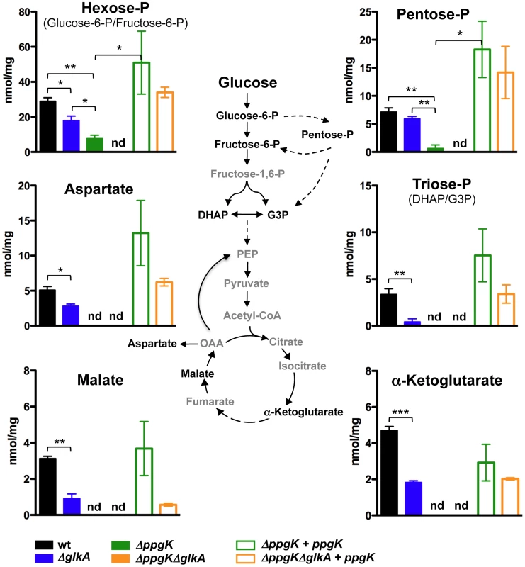 Both PPGK and GLKA mediate glucose incorporation into central carbon metabolism.
