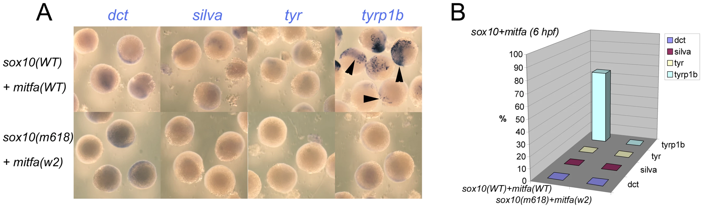 Co-expression of Sox10 and Mitfa represses most Mitfa-dependent expression of melanocyte differentiation genes.