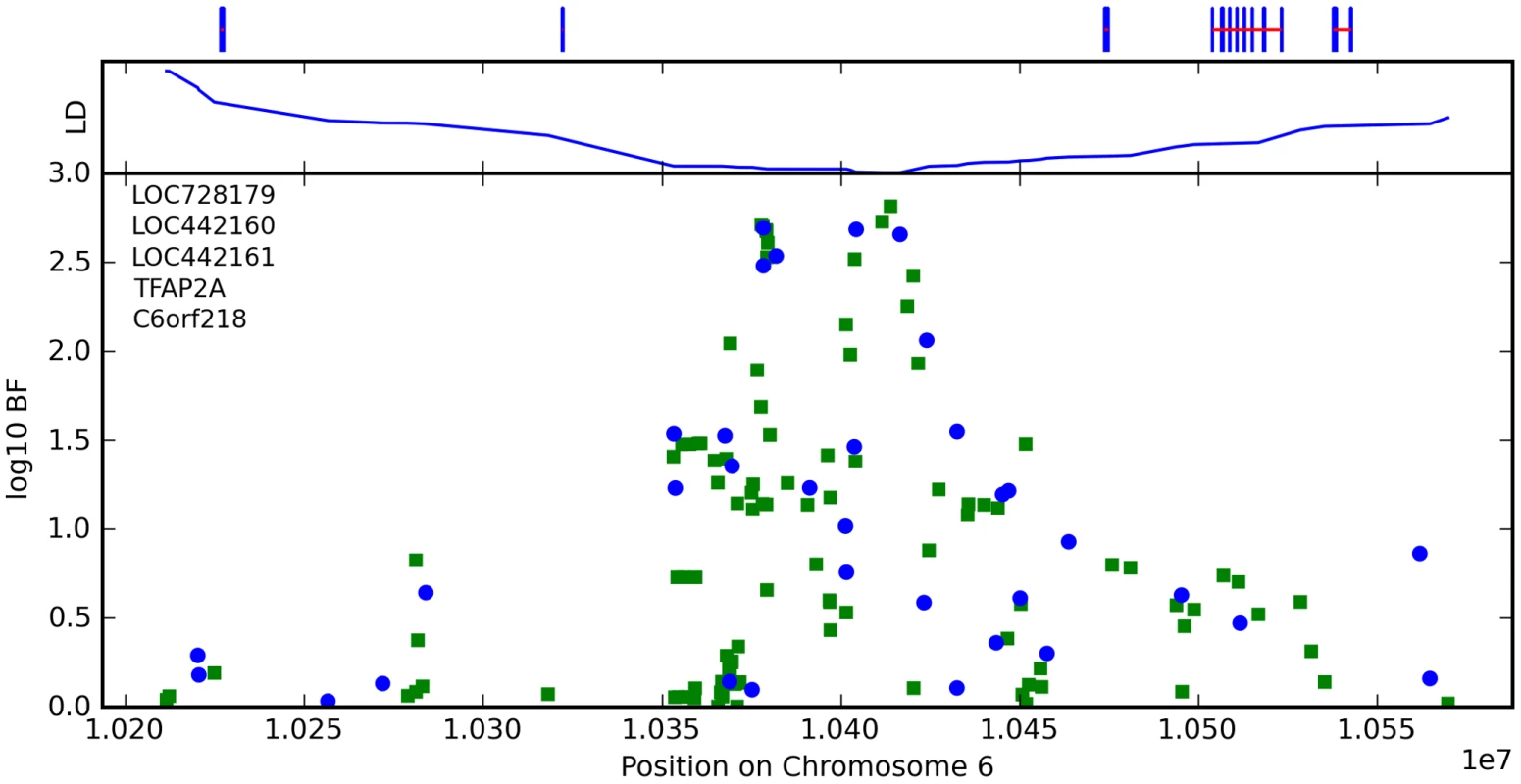 Bayes factors for genotyped and imputed SNPs for hair curl around <i>OFCC1</i>.