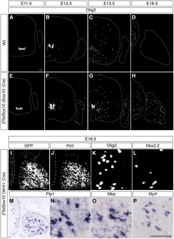Oligodendrocyte-like cells arise from neural crest-derived cells within the DRG.