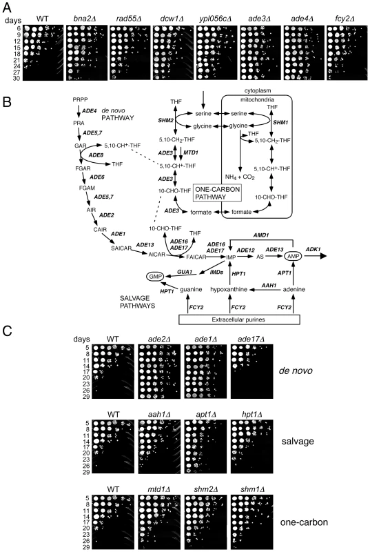Lifespan-extending mutants include those that block <i>de novo</i> and salvage biosynthesis of purines.