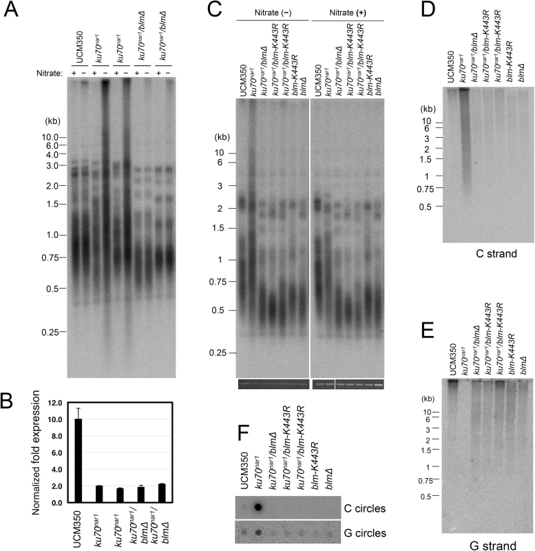 The Blm helicase activity is essential for the induction of ALT-like telomeres in <i>U</i>. <i>maydis</i>.