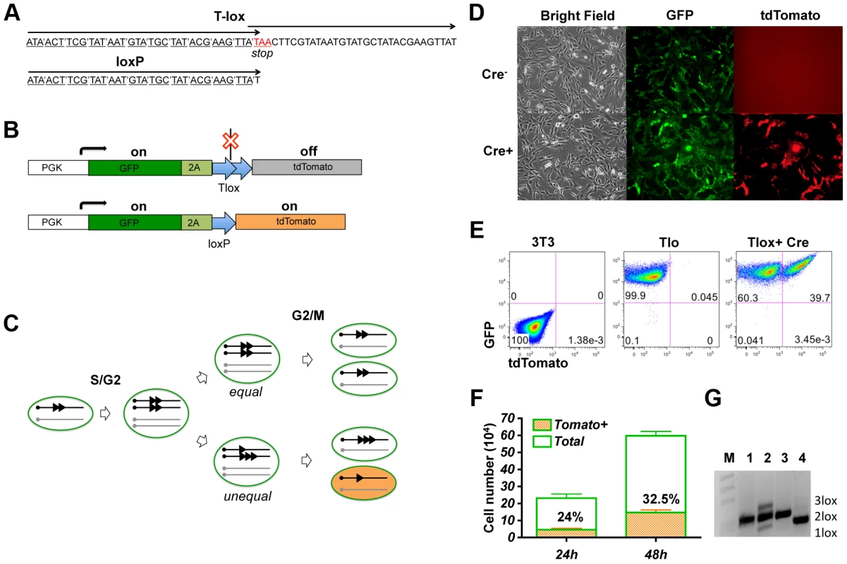 Genetic labeling of proliferating cells <i>in vitro</i> with the Tlox design.